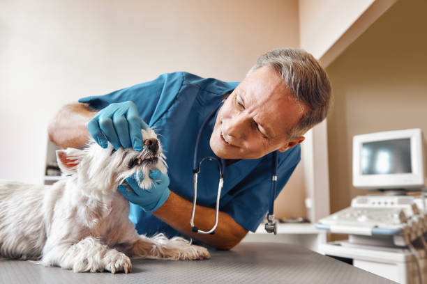 Professional Emergency Dental Service in SC